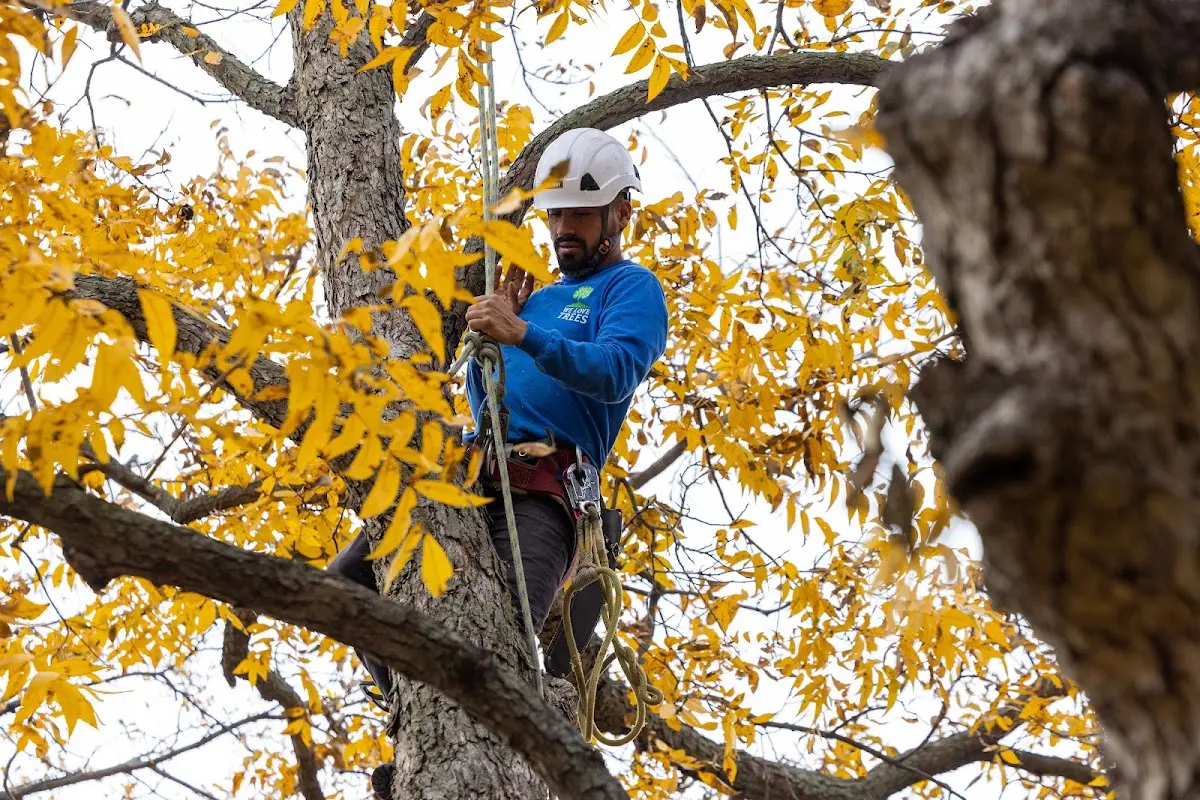 Skilled Storm Damage Cleanup crew working in Anchor Point